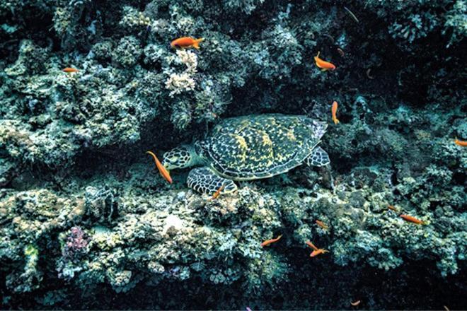 Unwind Dhigurah 호텔 디구라 외부 사진